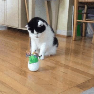 cat playing gif